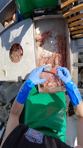 1.3K views | 咽 #crayfish #lobster | Crayfishing WA | Facebook