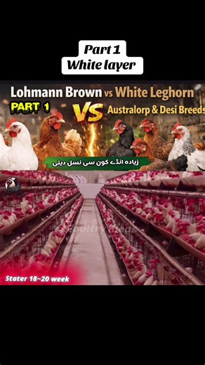 White Layer Hens: Optimal Care for High Egg Production