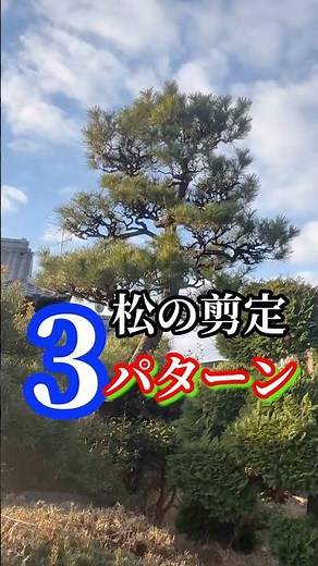 【松の剪定】変則含めた３パターン
