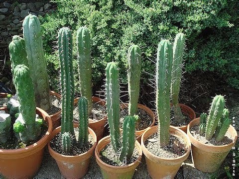 Sowing Trichocereus Cactus Plants from Seed
