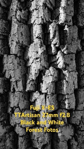 Fuji X-E5 and TTArtisans 27mm f2.8 Black And White Forest Photos