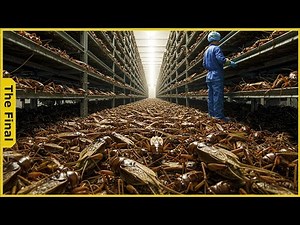 Shocking! How China’s Cricket Farms Printed $2.2 Billion In Just One Day - Farming Documentary