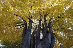 Vitality ! (SIGMA DP1 Merrill)