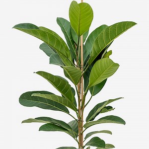 Ficus Benghalensis Care Guide