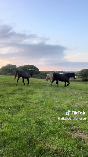 Horse Breeding Practices: Letting Mares Run with Stallion