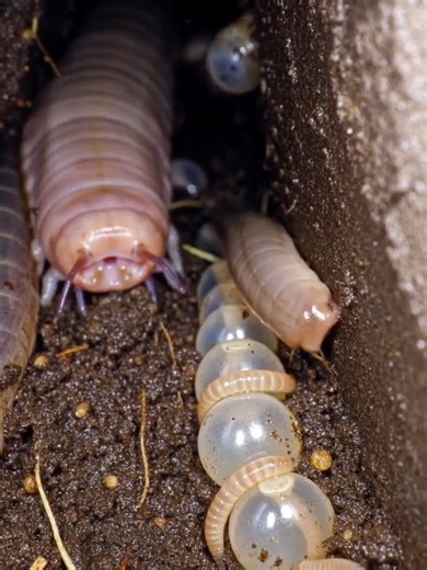 Exploring Earthworm Colonies with a Micro Camera