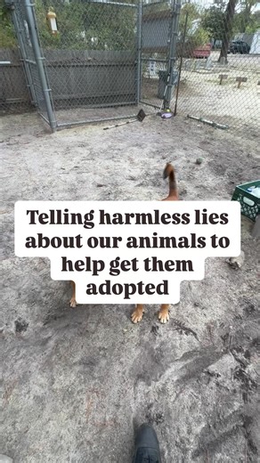 1.4K reactions · 322 shares | Looking for a dog that’s almost too...