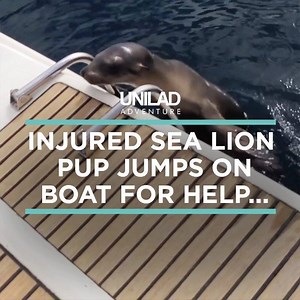 1M views · 3.6K reactions | These sailors off the coast of California were surprised when a seemingly curious sea lion pup climbs aboard only to realise something was wrong... | UNILAD Adventure | Facebook