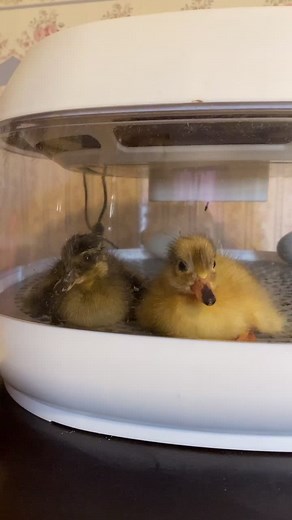 Exciting Duckling Updates and Egg Incubation
