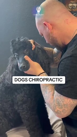 Dogs Chiropractic 🫶🏼 #chiropractic #dog #animalchiropractic #dogsoftiktok #satisfying