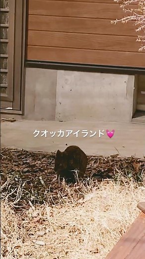 "世界一幸せな動物”クオッカに会えた😊