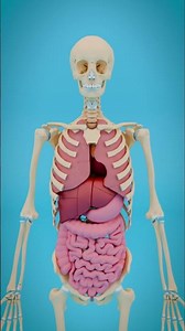Major Organs of the Human Body | #anatomy