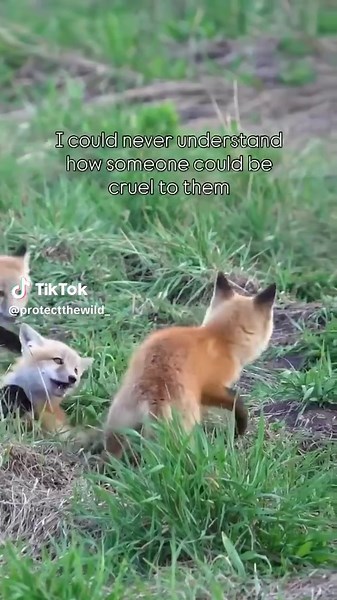 Fox cubs are being killed right now in the barbaric pastime of 'cubbing' where hunts train their hounds to kill foxes. It's sick and must end.