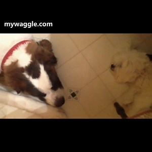 Sound on 🔉🔊 His snoring is so loud 🤣 Tag someone who snores like this. https://bit.ly/3aLopoD | Animal Tales