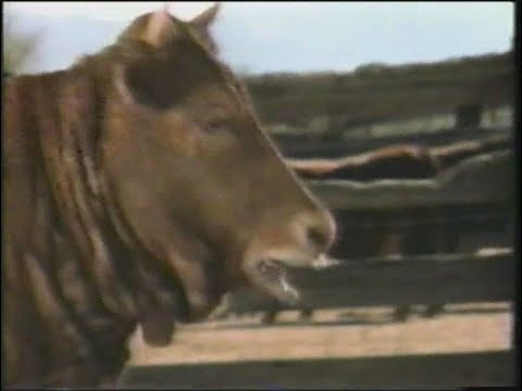 HP Sauce - Makes Beef Sing - Singing Cow 1992 Commercial