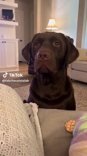 FabChocolateLab on TikTok