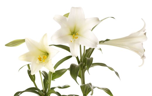 How To Care For Easter Lilies So They Bloom Longer (And What They Symbolize)