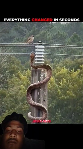 Python v/s Bird #shorts #wildlife #animal #animalshorts #animalvideo #animalplanet #wild #python 🕊️