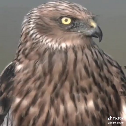 Exploring Mogger Birds and Their Unique Traits
