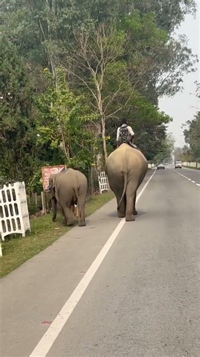 cute baby elephant 🌿🐘💚😃 #assam #elephant #highlights #nature #viral #viralshort #funnyshorts