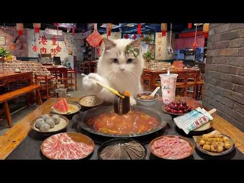 Cat’s Restaurant Review: HOT POT Edition 🔥 You Won’t Believe This!