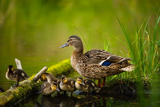 Que mange un canard ? Tout savoir sur l'alimentation des canards dans la nature