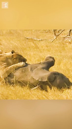 Lions Hunting Elephant Alive. | Wild Wonders