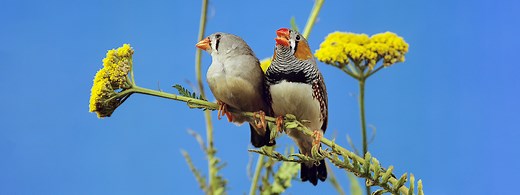 Do birds have language? It depends on how you define it.