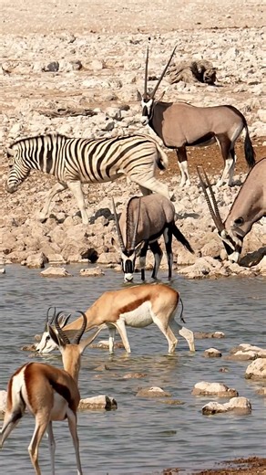 13K views · 158 reactions | Springbok, Zebra, and Gemsbok unite at a waterhole, each taking turns to drink in harmony at Etosha National Park in Namibia. #namibia #etosha #zebra #springbok #gemsbok #visitnamiba #travelnamibia #safari #wildlife #nature #desert #travelafrica #africansafari #explorepage #trendingvideos #wildlifephotography | Madbookings - Travel Experts in Africa & Asia | Facebook