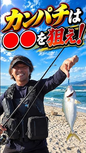 カンパチは●●を狙え！堤防で誰でも狙える青物釣り