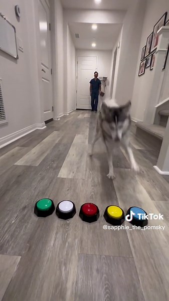 Dog's Exciting Journey to Becoming a Big Sister