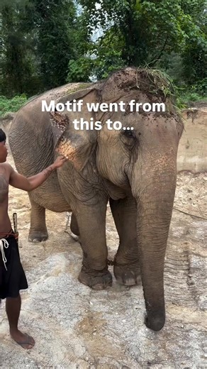 Motif the Free Elephant: A Mud Puppy Adventure