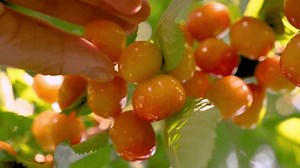 Ripe sweet cherry picking hand closeup. Harvesting fruit tree garden fruit farm harvest garden growing fruit picking berries. Yellow sweet cherry tree picking berries tree branch cherry harvest season