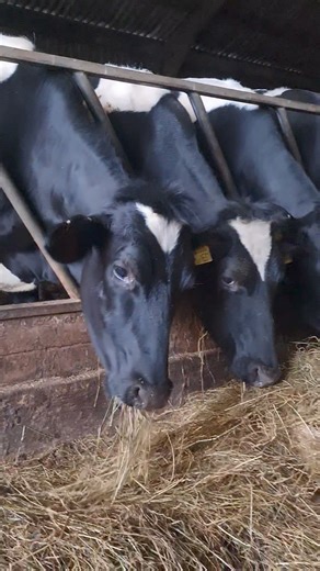 Breakfast | The Funky Farmer