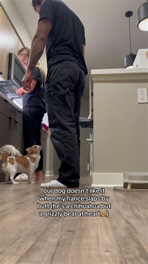 Dog protects its female owner#dog #funny #usa🇺🇸 #foryou #fyp | Cane Corso