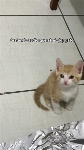 Attracting Cats with Unique Sounds and Audios