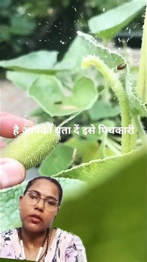 The Exploding Cucumber Plant—Nature’s Machine Gun! #shorts #plants #farming