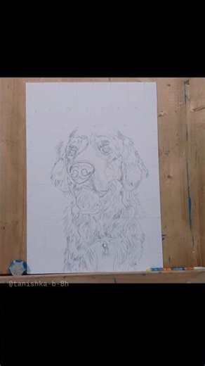 Chill Sunday Drawing: Creating a Golden Retriever Portrait||Grid to gold #artshorts #drawing