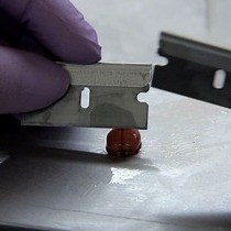 Video: Preparation of Synaptic Plasma Membrane and Postsynaptic Density Proteins Using a Discontinuous Sucrose Gradient