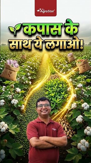 Which crop is best to grow with cotton? | Cotton Intercropping | Kapas Ki Kheti | AgroStar