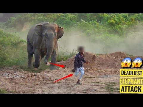 Deadliest Wild Elephant Attack 😱|| Dangerous Kanfatta Elephant Attack On Boy's😡 🐘||