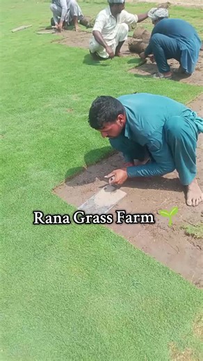Korean Carpet Grass Farming Techniques Explained