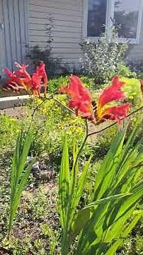 Crocosmia 'Lucifer' Plant in Full Bloom
