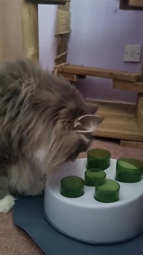 🐾🎥 Client Spotlight: Clever Rory in Bury! 🎥🐾 Meet Rory, our brilliant Norwegian Forest Cat client in Bury, who’s been wowing us with his brainpower! 🧠💡 Rory has absolutely mastered his treat puzzle toy — and he makes it look so easy. 😺 This clever boy is not only gorgeous, but also incredibly sharp. It’s such a joy to see our feline clients being mentally stimulated and loving every moment of it. We’re so proud of you, Rory — you're pawsitively purrfect! 🐾💕 📹 Check out the video and pr