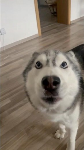 Husky rule 1: When you have a talking husky, you always have someone to talk to. 💙💙😂