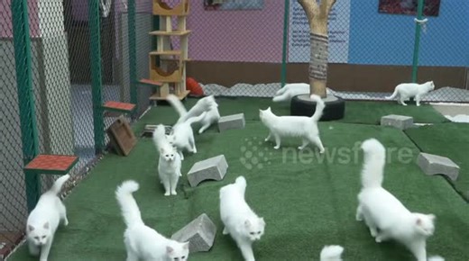 Türkiye's Van Cat Research Center works to boost population of rare felines with unique eyes