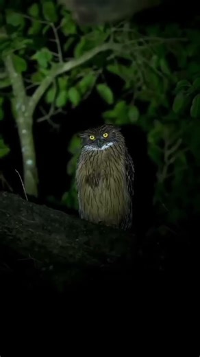 Scary Owl: Nature's Creepiest Creature
