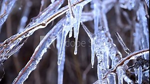 A closeup of icicles on apple tree branches formed during water irrigation system as a protective alternative to frost. 4k super slow motion 120 fps raw cinematic video