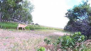 Double P Ranch on Reels