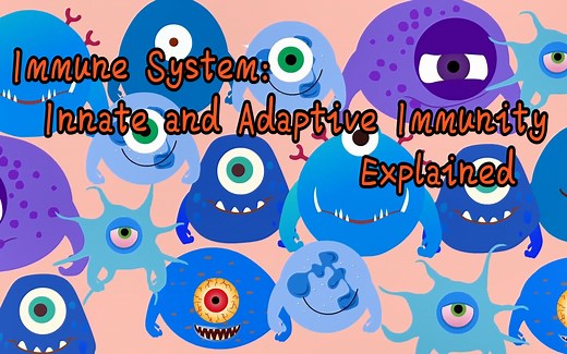 免疫系统：先天性免疫与适应性免疫简介（中英双语）